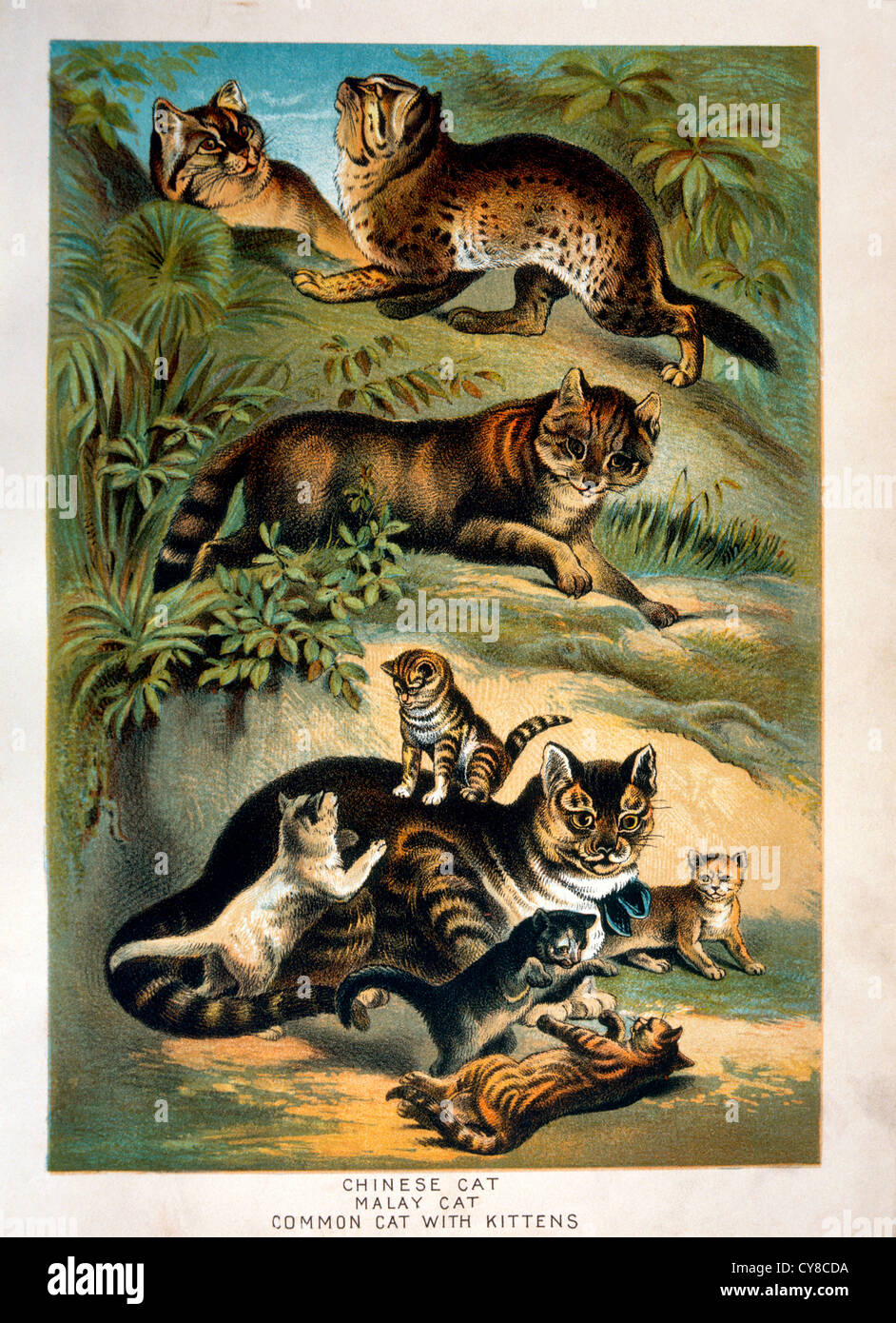 Gatto Cinese e Malay e il Gatto Comune gatto con gattini, Johnson Casa del libro della natura, Chromolithograph, circa 1880 Foto Stock