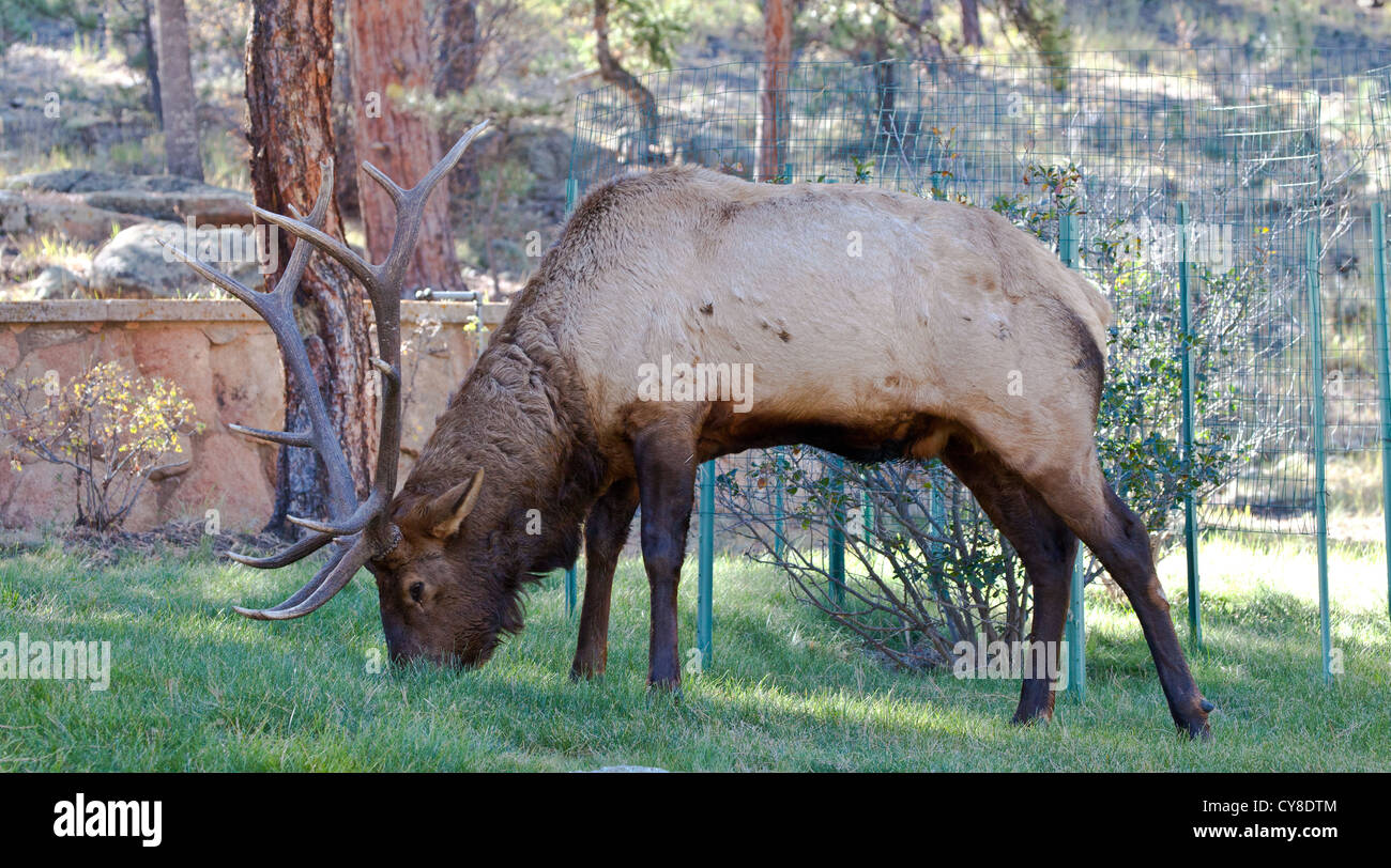 Un grande bull elk sfiora sul prato di un bed and breakfast durante la caduta solchi stagione. Estes Park, COLORADO Foto Stock