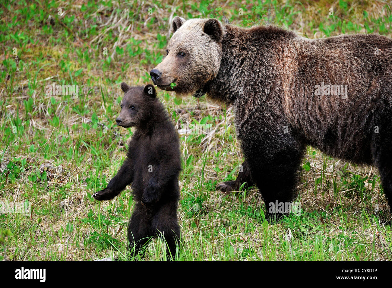 Madre e cub orsi grizzly guardando lontano. Foto Stock