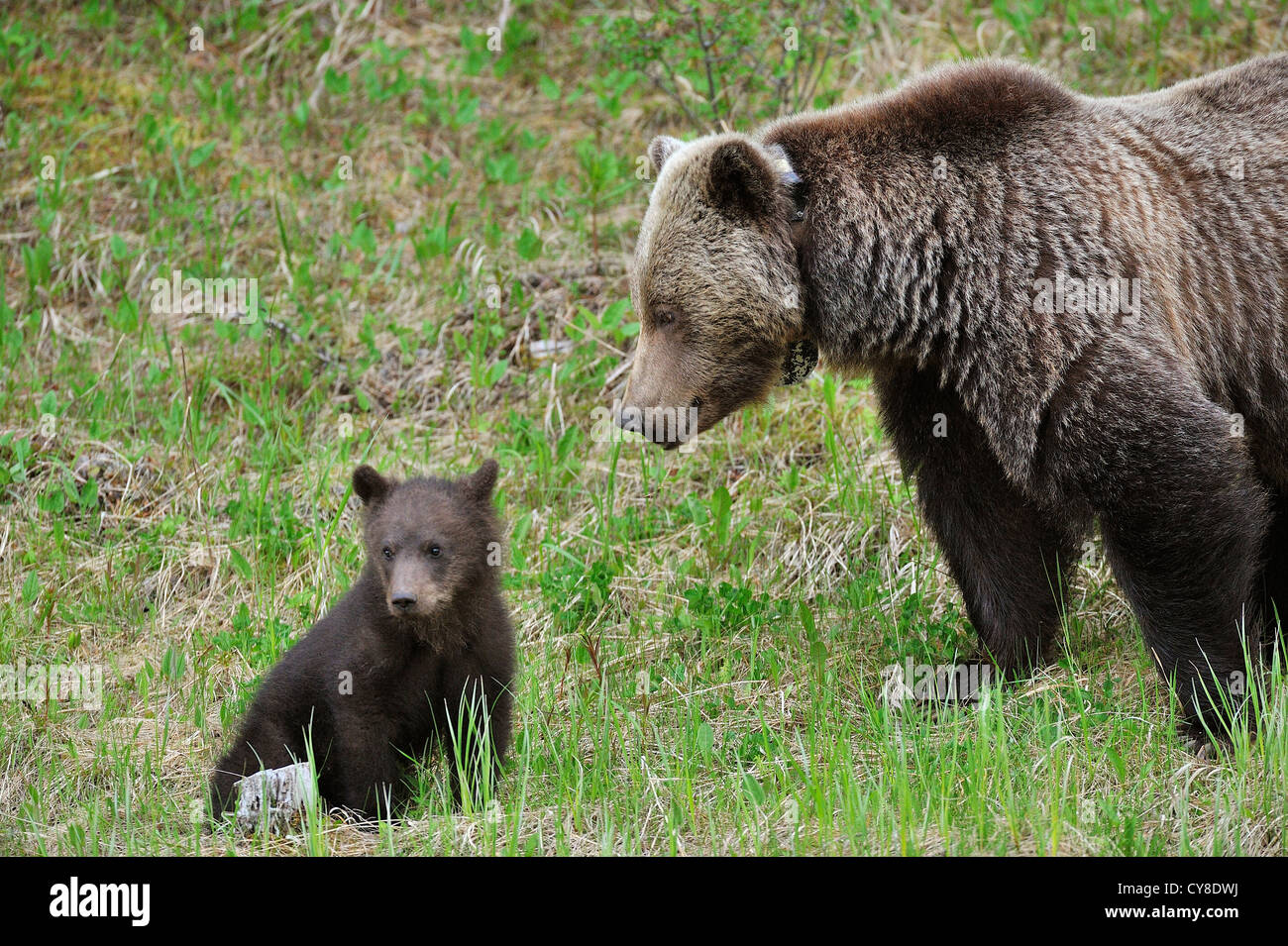 Una madre orso grizzly guardando il suo piccolo cub seduta nella primavera erba. Foto Stock