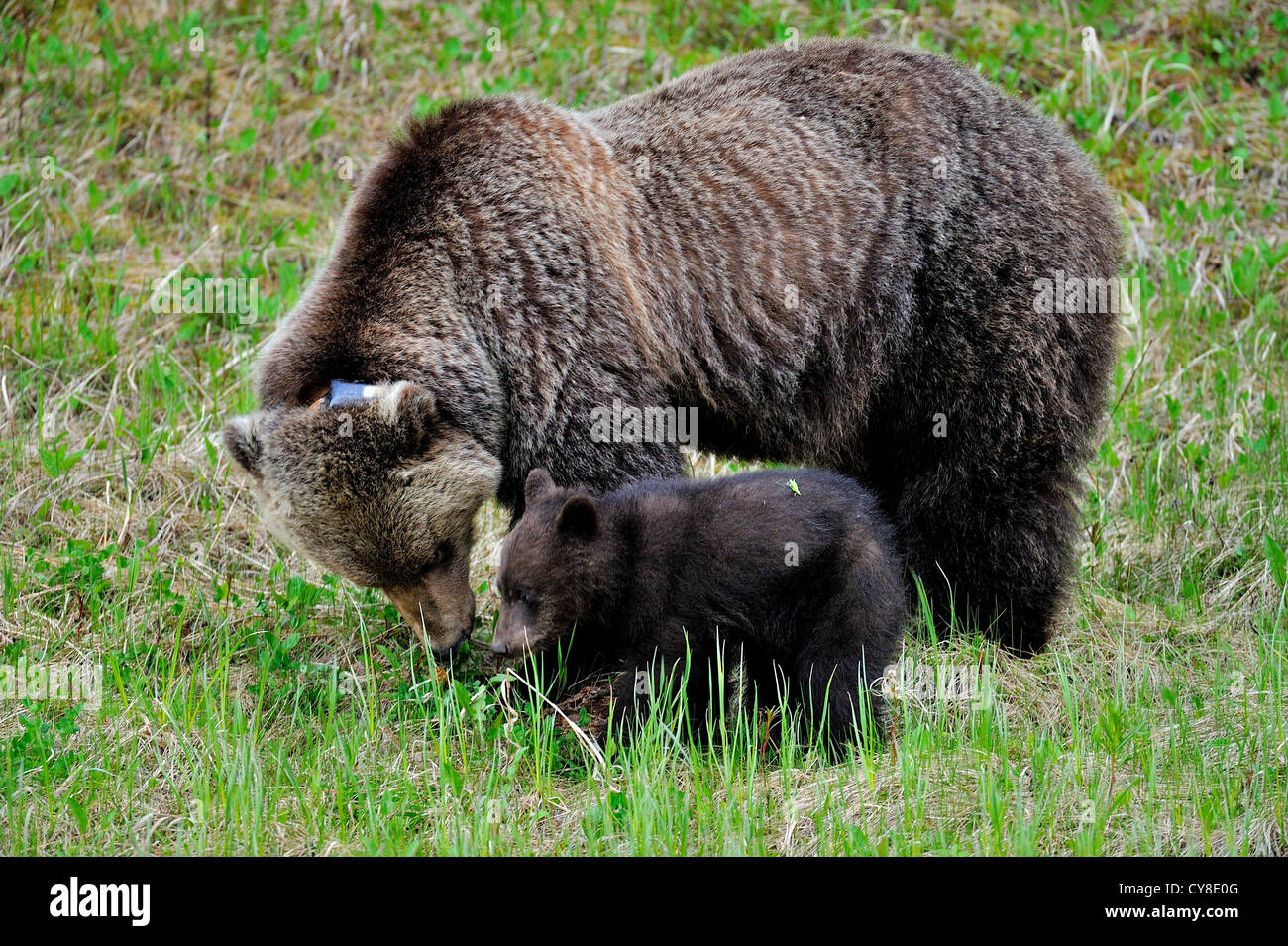Una madre e cub orso grizzly rovistando per erba verde Foto Stock