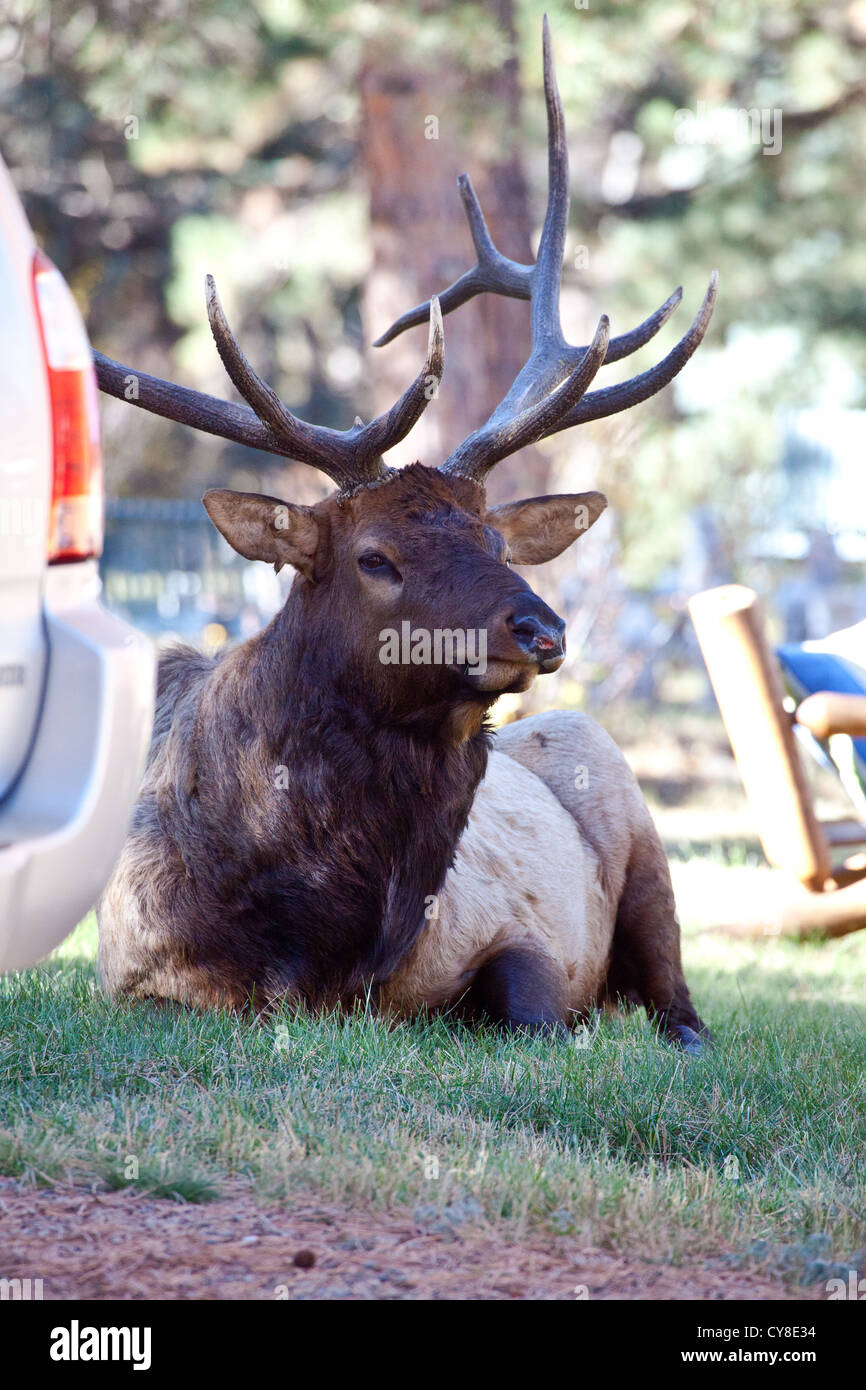 Un grande bull elk sfiora sul prato di un bed and breakfast durante la caduta solchi stagione. Estes Park, COLORADO Foto Stock