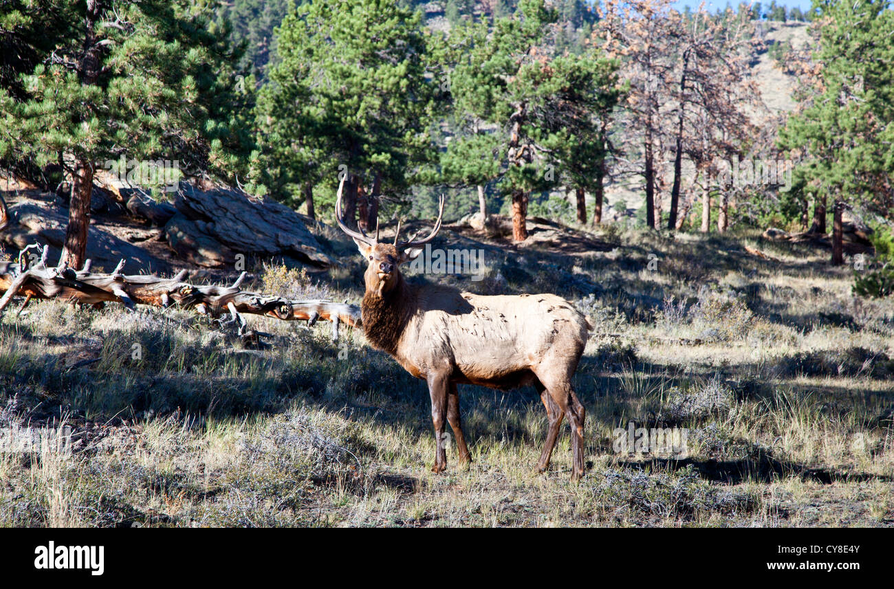 Una bull elk controlla i turisti come egli sfiora nel Parco Nazionale delle Montagne Rocciose durante la caduta solchi stagione. Colorado Foto Stock