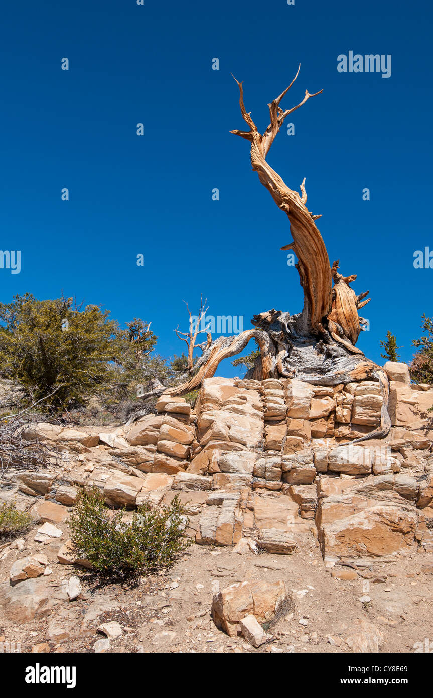 Drammatica vista dell'antica Bristlecone Pine Forest. Foto Stock