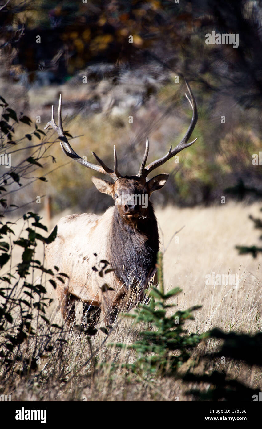 Un grande bull elk si erge guardare oltre il suo udito di fa e vitelli durante la caduta solchi stagione. Estes Park, Colorado. Foto Stock