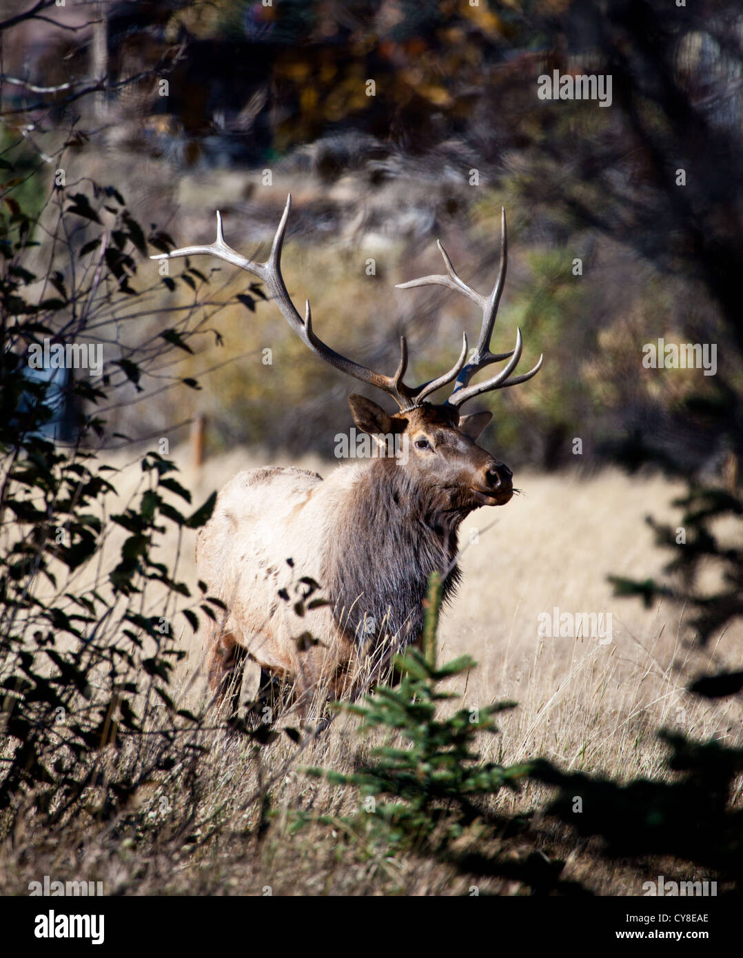 Un grande bull elk si erge guardare oltre il suo udito di fa e vitelli durante la caduta solchi stagione. Estes Park, Colorado. Foto Stock