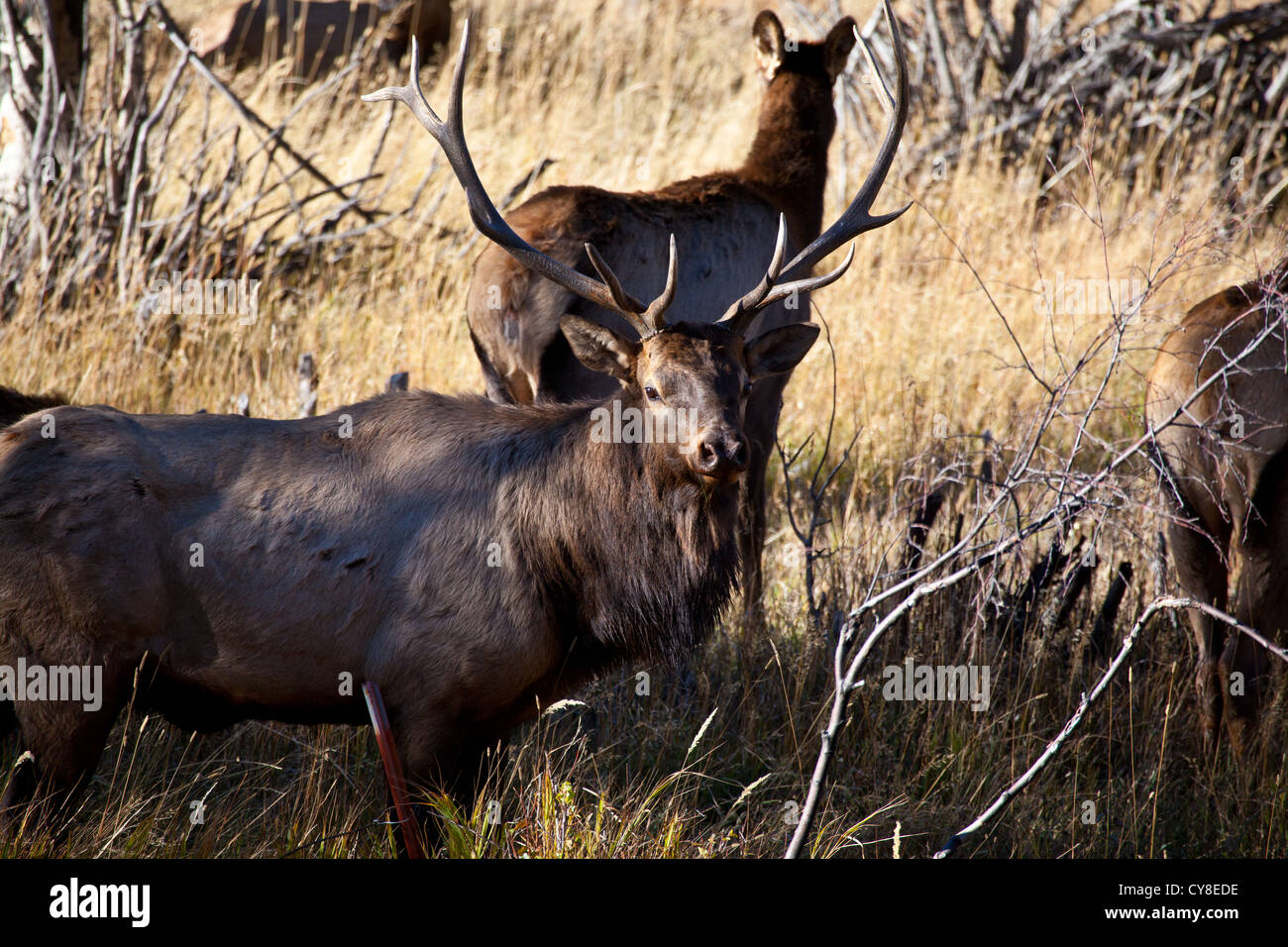 Un grande bull elk si erge guardare oltre il suo udito di fa e vitelli durante la caduta solchi stagione. Estes Park, Colorado. Foto Stock