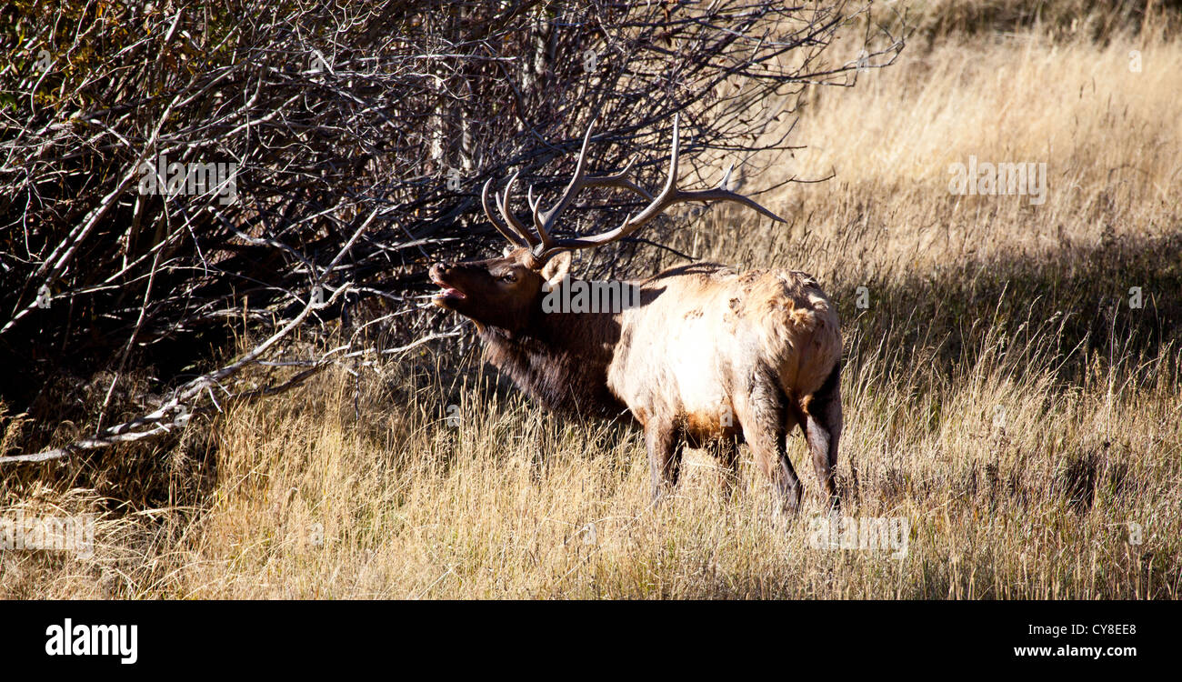 Un grande maschio Elk bugles per i suoi compagni durante la caduta solchi stagione. Estes Park, Colorado. Foto Stock