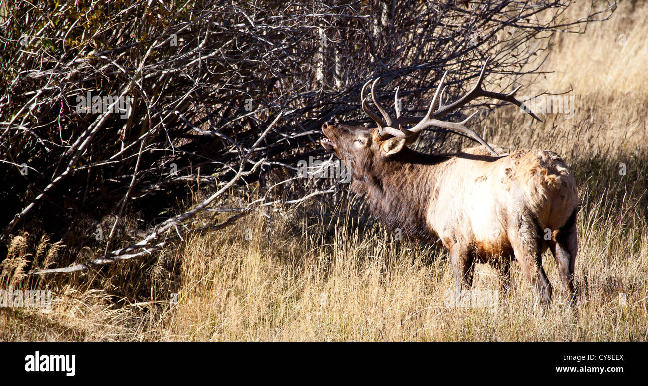 Un grande maschio Elk bugles per i suoi compagni durante la caduta solchi stagione. Estes Park, Colorado. Foto Stock