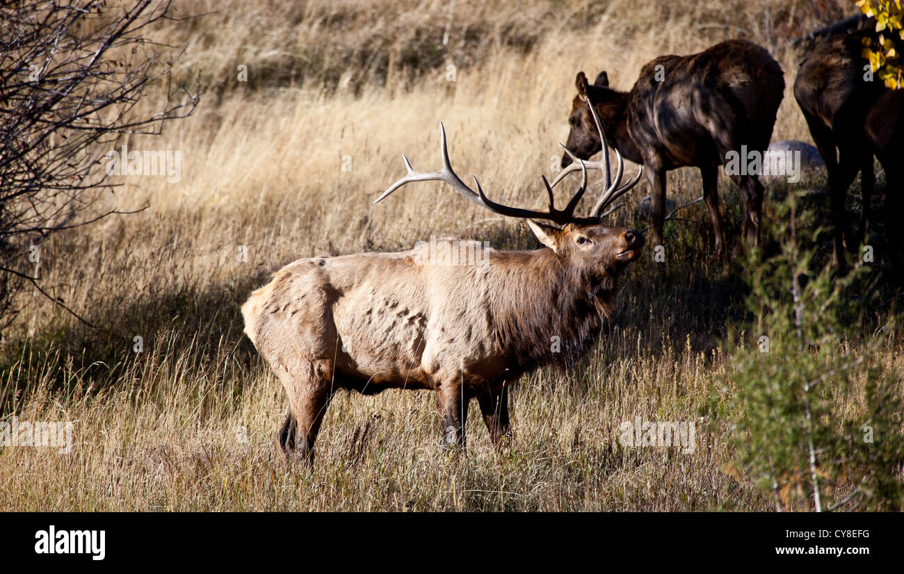 Un grande maschio Elk bugles per i suoi compagni durante la caduta solchi stagione. Estes Park, Colorado. Foto Stock