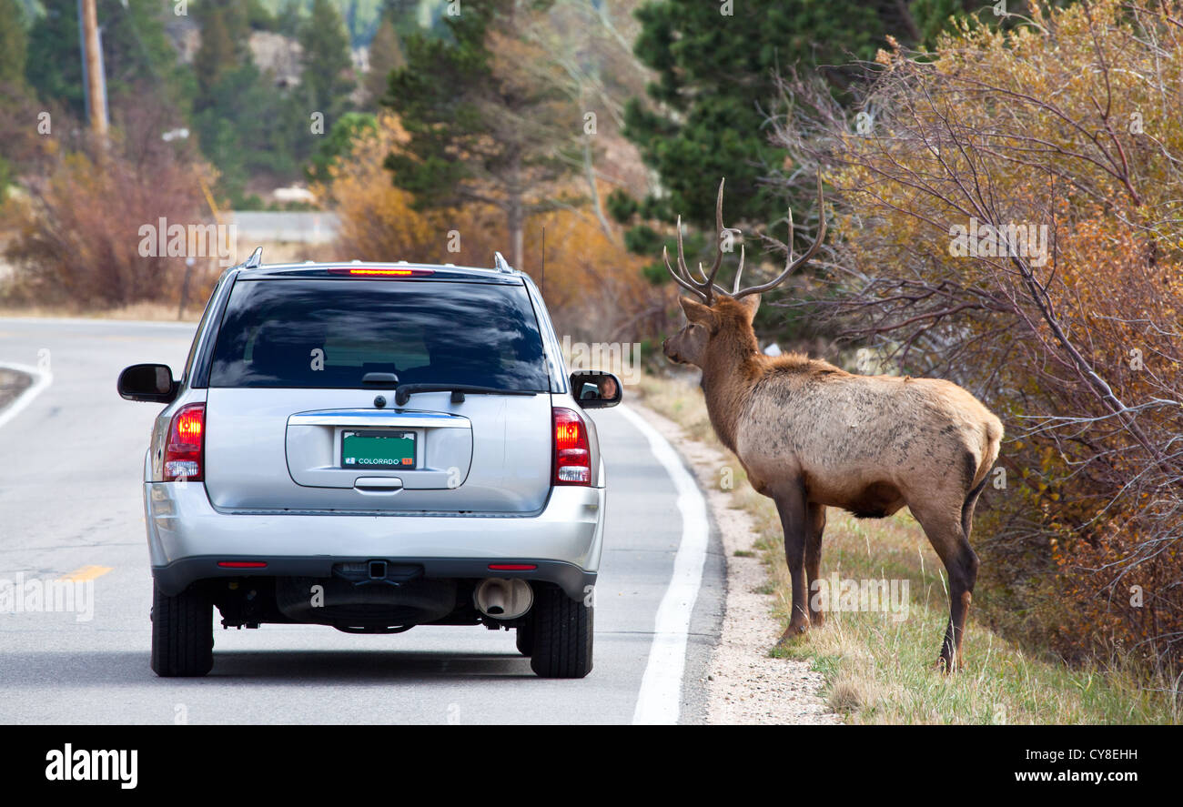 Un grande bull elk così utilizzata per il traffico dei veicoli e gli esseri umani, egli non ha nemmeno budge quando una vettura ferma meer piedi di distanza. Estes Park, Colore Foto Stock