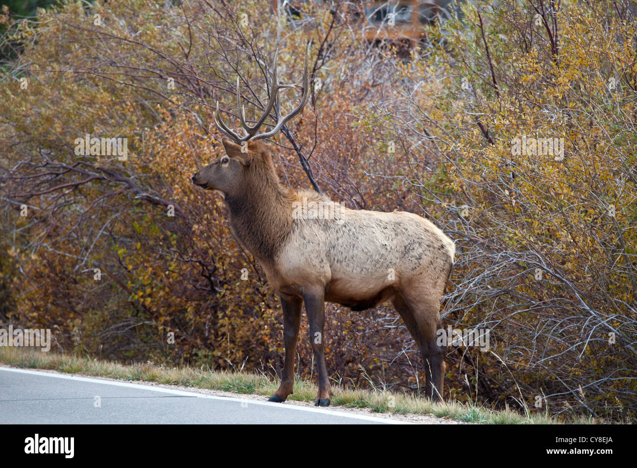 Un lone bachelor bull Elk pende al di fuori dell'allevamento di un più maschio dominante sperando di sifonare vacche durante la caduta stagione solchi Foto Stock