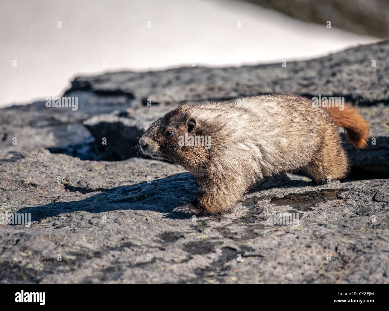 Marmotta Foto Stock