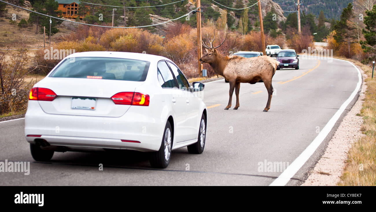 Un grande bull elk si erge nel mezzo della strada il backup di traffico su entrambi i lati. Estes Park, COLORADO Foto Stock