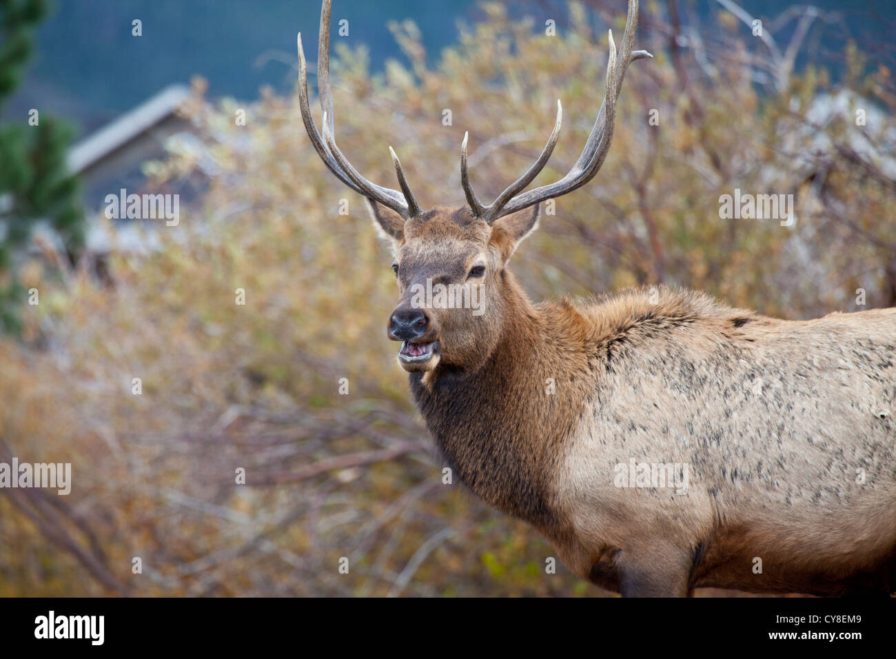 Un lone bachelor bull Elk pende al di fuori dell'allevamento di un più maschio dominante sperando di sifonare vacche durante la caduta stagione solchi Foto Stock