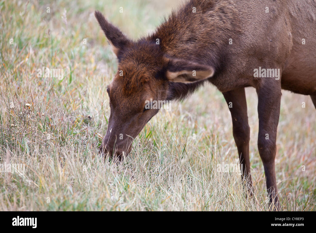 Una femmina del cervo Elk pascola sulle erbe secche del Parco Nazionale delle Montagne Rocciose durante la caduta solchi stagione. Colorado Foto Stock