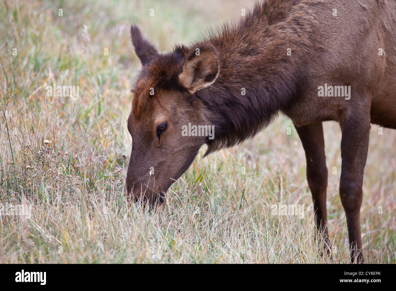 Una femmina del cervo Elk pascola sulle erbe secche del Parco Nazionale delle Montagne Rocciose durante la caduta solchi stagione. Colorado Foto Stock