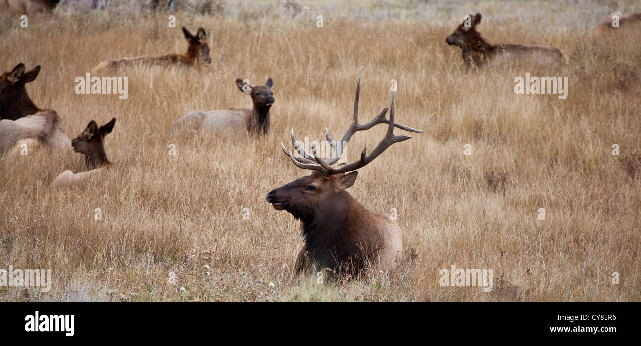 Un grande bull elk si erge guardare oltre il suo udito di fa e vitelli durante la caduta solchi stagione. Estes Park, Colorado. Foto Stock