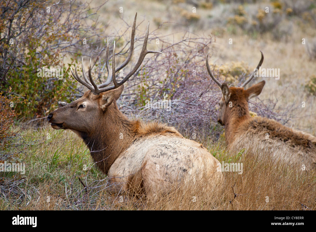 Due giovani maschi elk appendere al di fuori dell'allevamento di un più grande maschio dominante sperando di travasare l. Estes Park, COLORADO Foto Stock