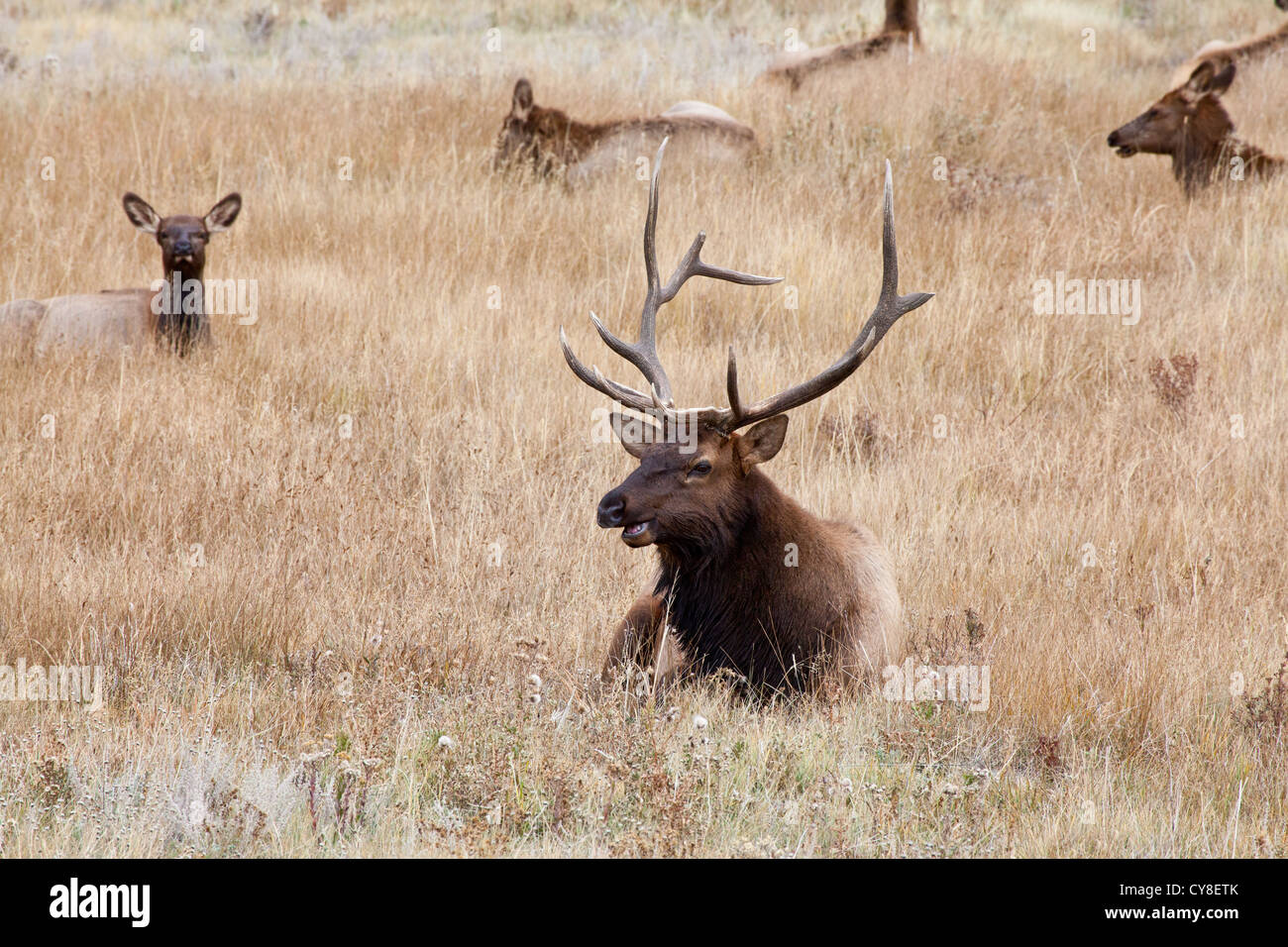 Un grande bull elk si erge guardare oltre il suo udito di fa e vitelli durante la caduta solchi stagione. Estes Park, Colorado. Foto Stock