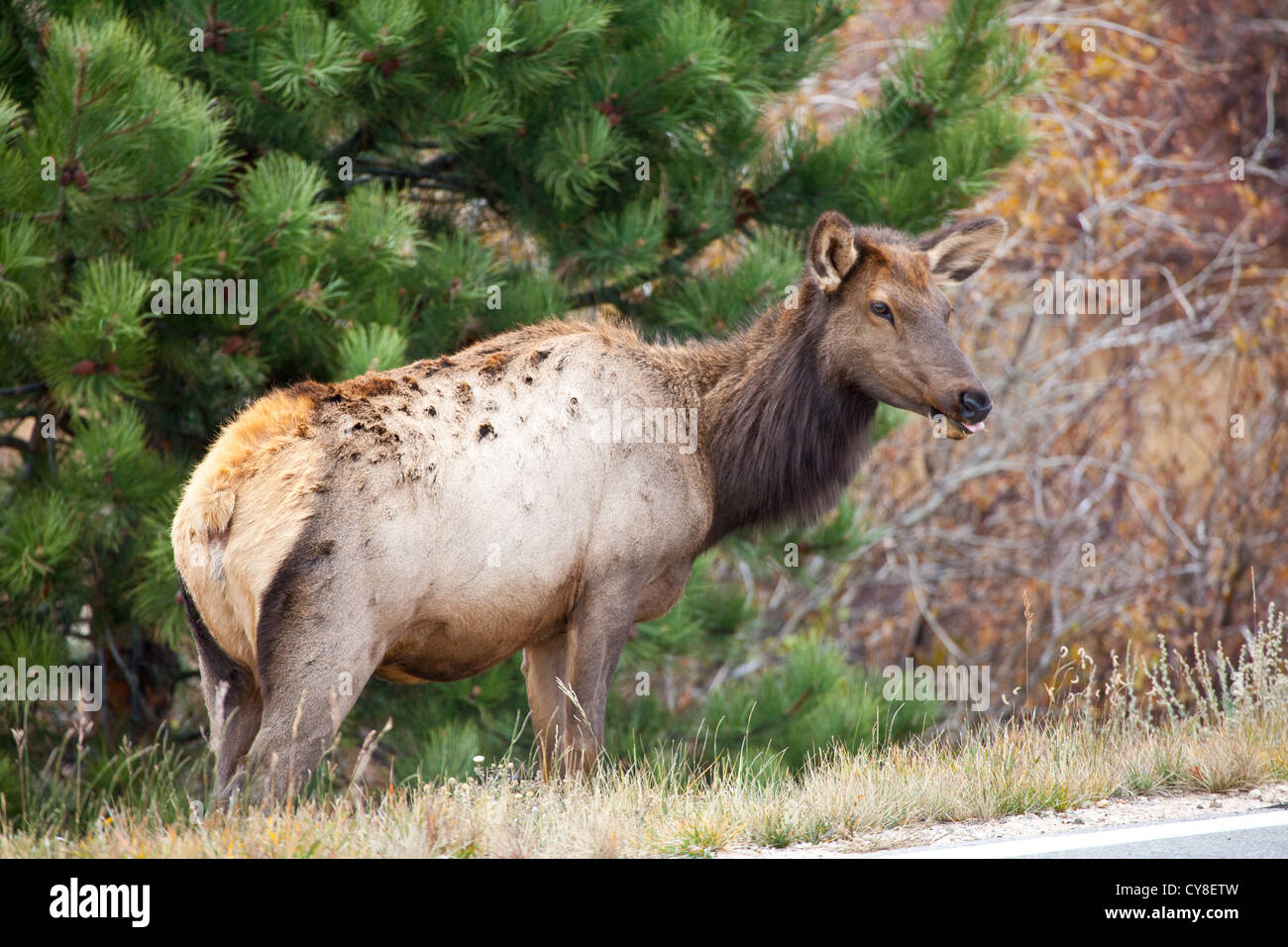 Una femmina del cervo Elk pascola sulle erbe secche del Parco Nazionale delle Montagne Rocciose durante la caduta solchi stagione. Colorado Foto Stock