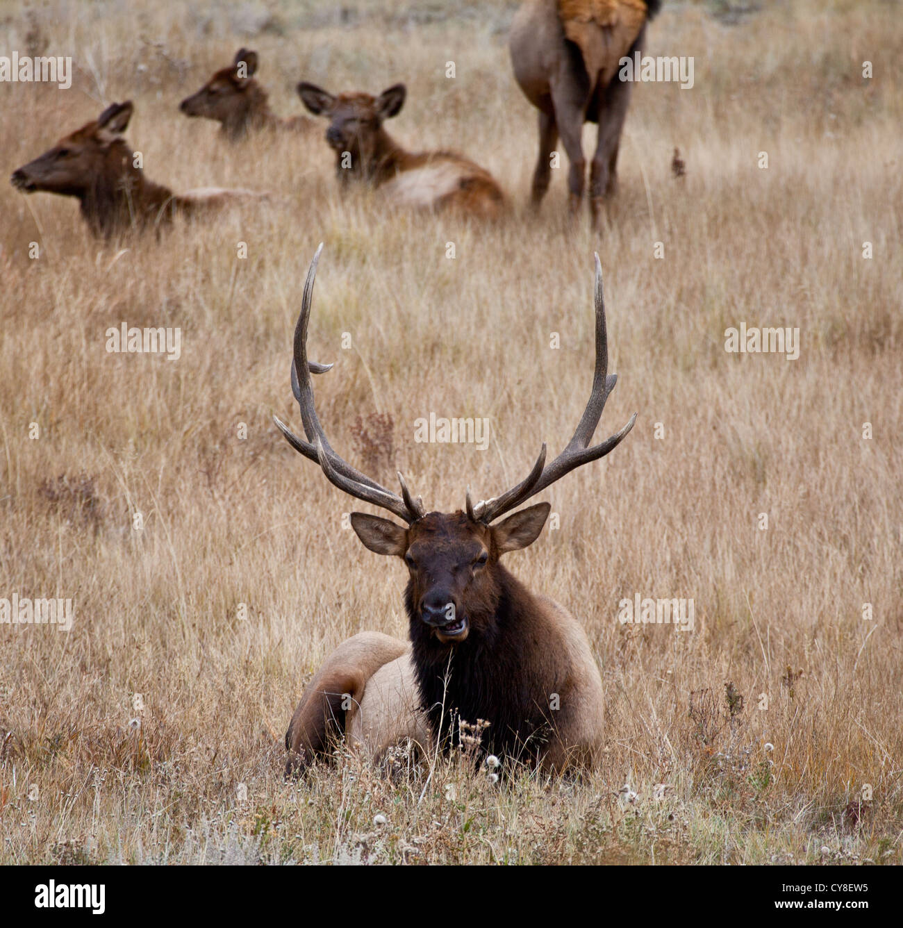 Un grande bull elk si erge guardare oltre il suo udito di fa e vitelli durante la caduta solchi stagione. Estes Park, Colorado. Foto Stock