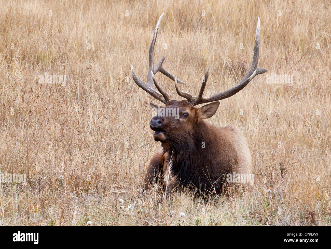 Un grande maschio Elk bugles per i suoi compagni durante la caduta solchi stagione. Estes Park, Colorado. Foto Stock