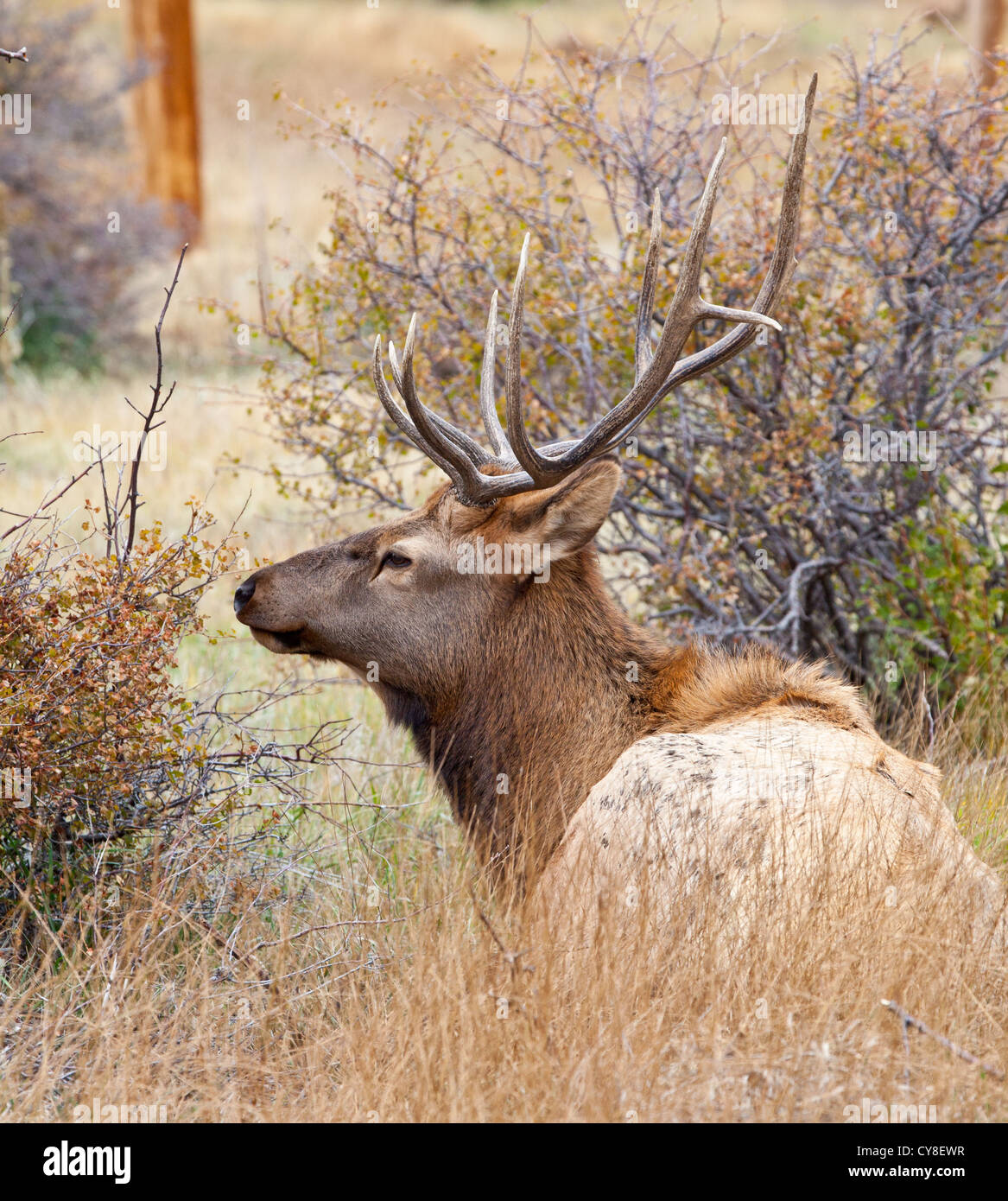 Un lone bachelor bull Elk pende al di fuori dell'allevamento di un più maschio dominante sperando di sifonare vacche durante la caduta stagione solchi Foto Stock