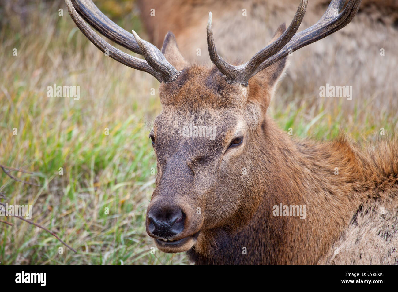 Un lone bachelor bull Elk pende al di fuori dell'allevamento di un più maschio dominante sperando di sifonare vacche durante la caduta stagione solchi Foto Stock