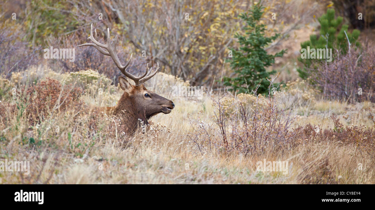 Un lone bachelor bull Elk pende al di fuori dell'allevamento di un più maschio dominante sperando di sifonare vacche durante la caduta stagione solchi Foto Stock