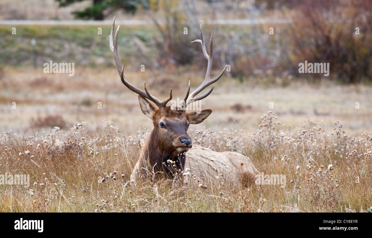 Un lone bachelor bull Elk pende al di fuori dell'allevamento di un più maschio dominante sperando di sifonare vacche durante la caduta stagione solchi Foto Stock