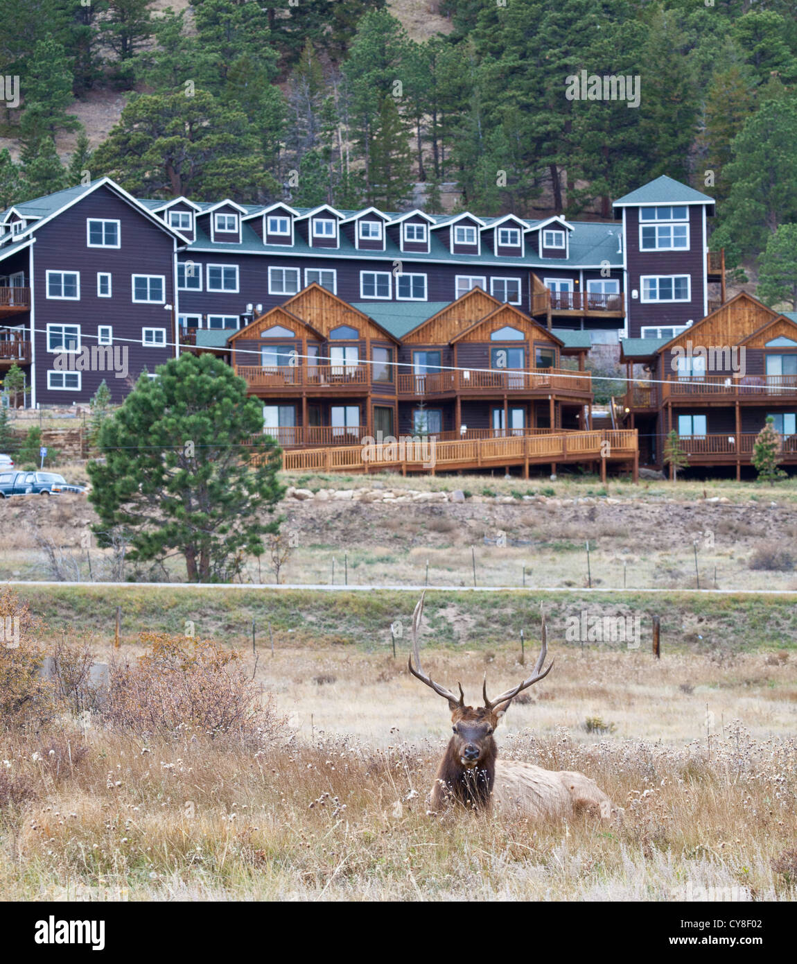 Un grande bull elk saloni nel prato sotto Maria's Lake Lodge. Estes Park, COLORADO Foto Stock