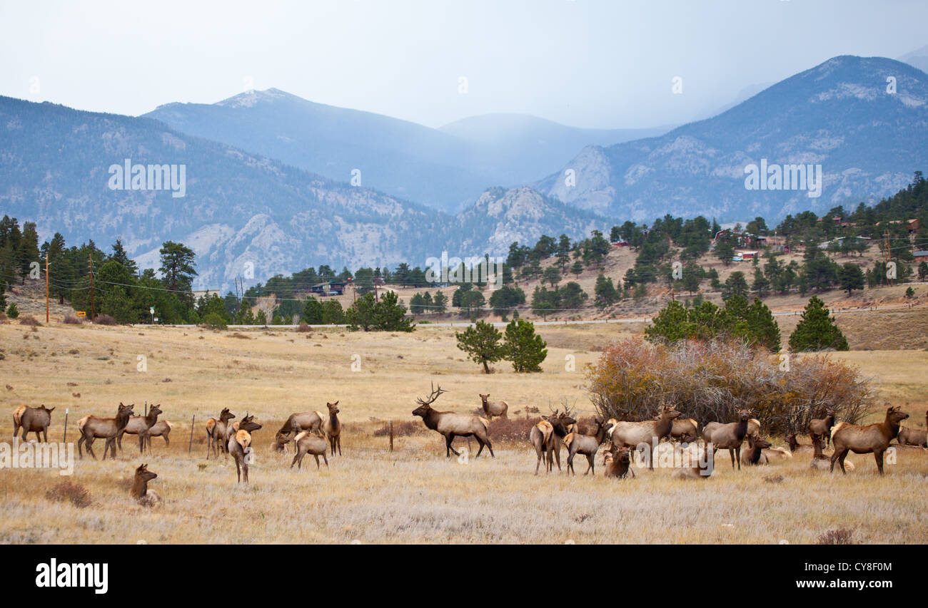 Un grande allevamento di elk con le montagne sullo sfondo al di fuori del Parco Nazionale delle Montagne Rocciose, Colorado Foto Stock