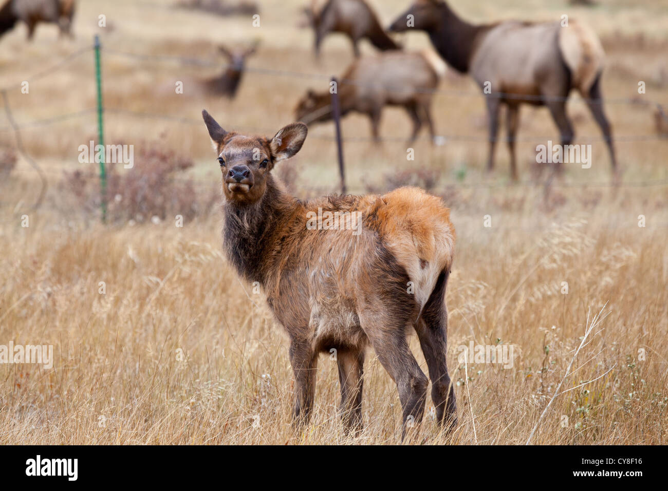 Un vitello Elk sulla gamma al di fuori del Parco Nazionale delle Montagne Rocciose, Colorado. Foto Stock