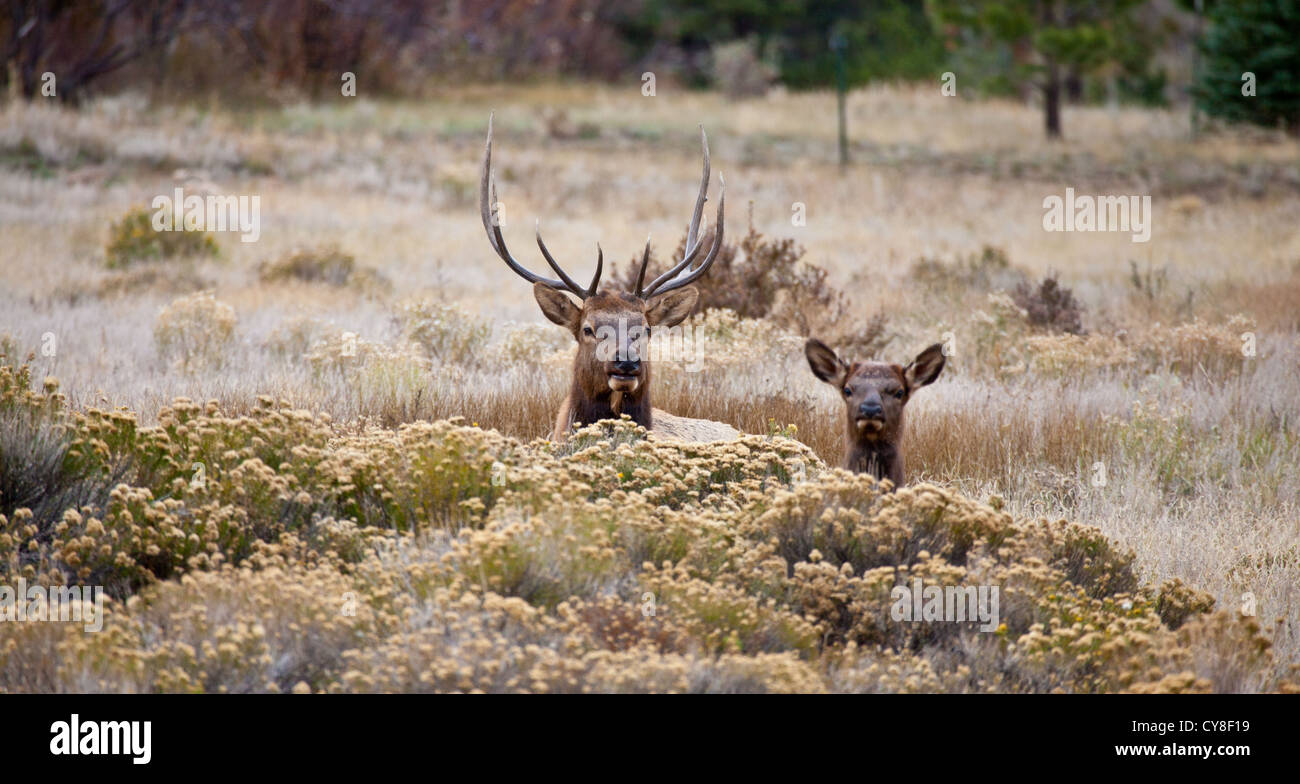 Un grande bull e cow elk peek fuori da dietro una bussola come se catturati facendo qualcosa che non dovrebbe essere. Rocky Mountain National Par Foto Stock