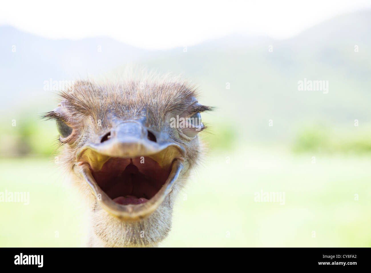 Uccello arrabbiato.close up della faccia di struzzo Foto Stock