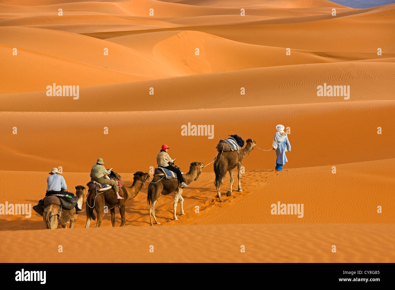 Caravan del cammello nel deserto del Sahara, Erg Chebbi, Marocco Foto Stock