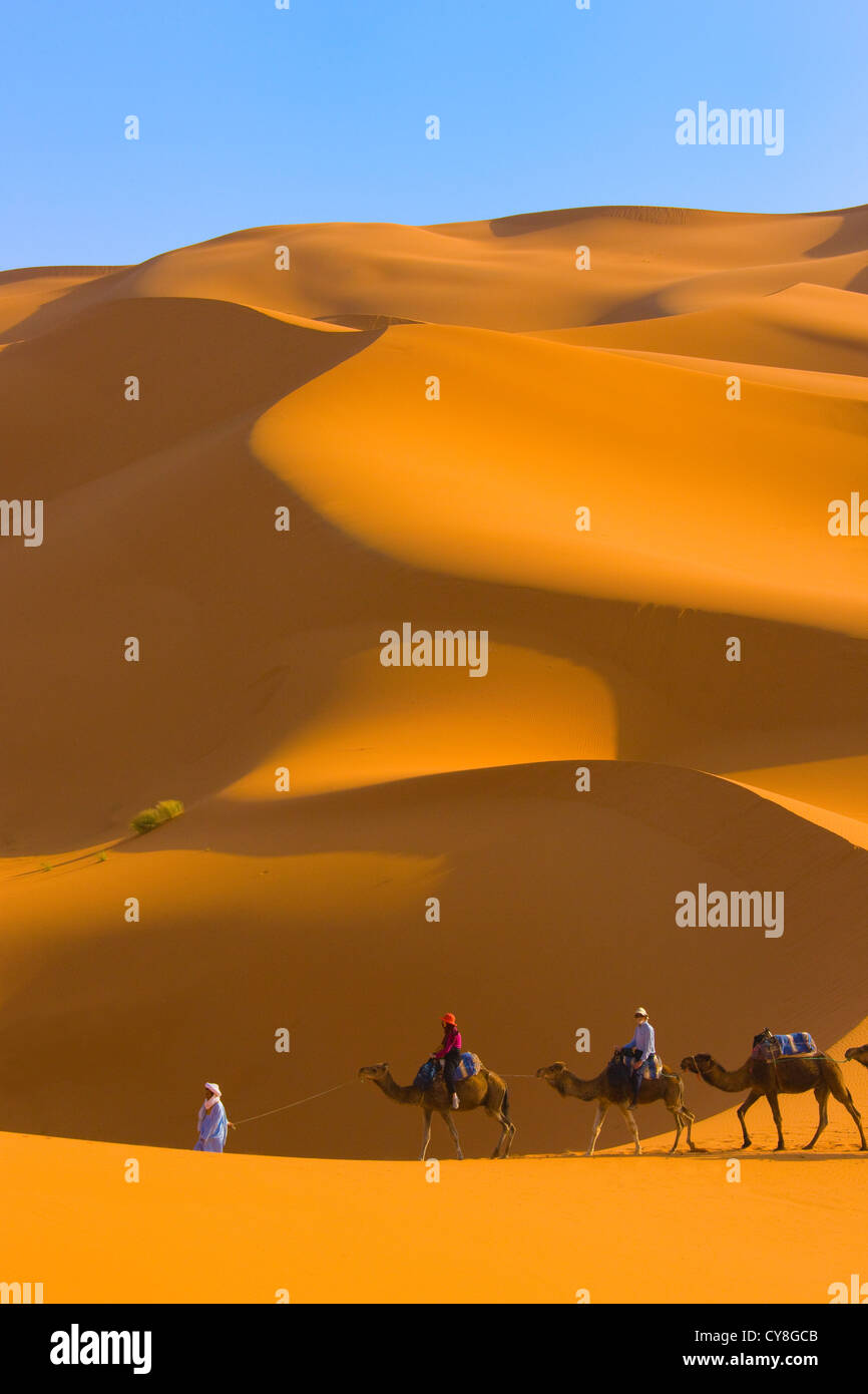 Camel caravan con dune di sabbia, il Deserto del Sahara, Erg Chebbi, Marocco Foto Stock