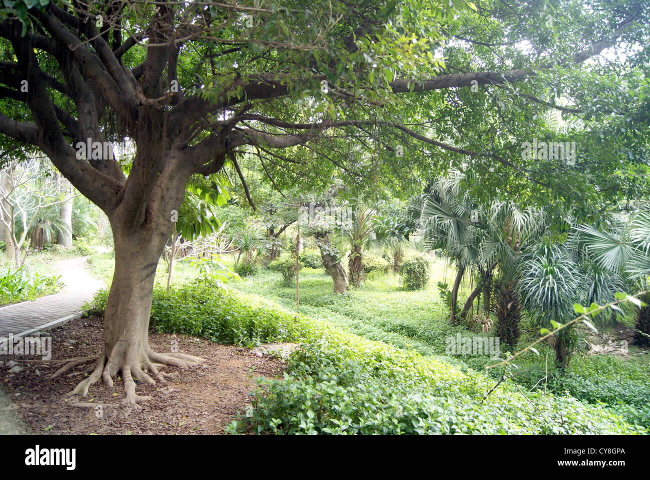 Giardino paesaggistico, in shenzhen, Cina Foto Stock