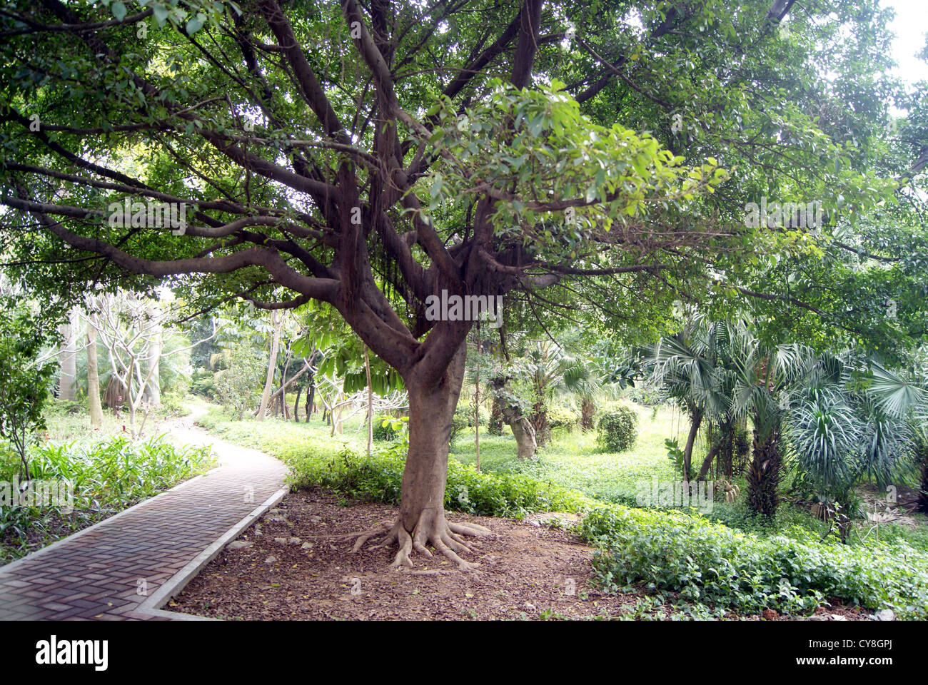 Giardino paesaggistico, in shenzhen, Cina Foto Stock