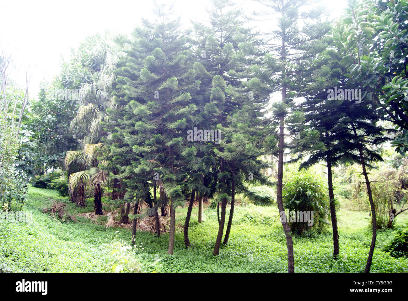 Giardino paesaggistico, in shenzhen, Cina Foto Stock