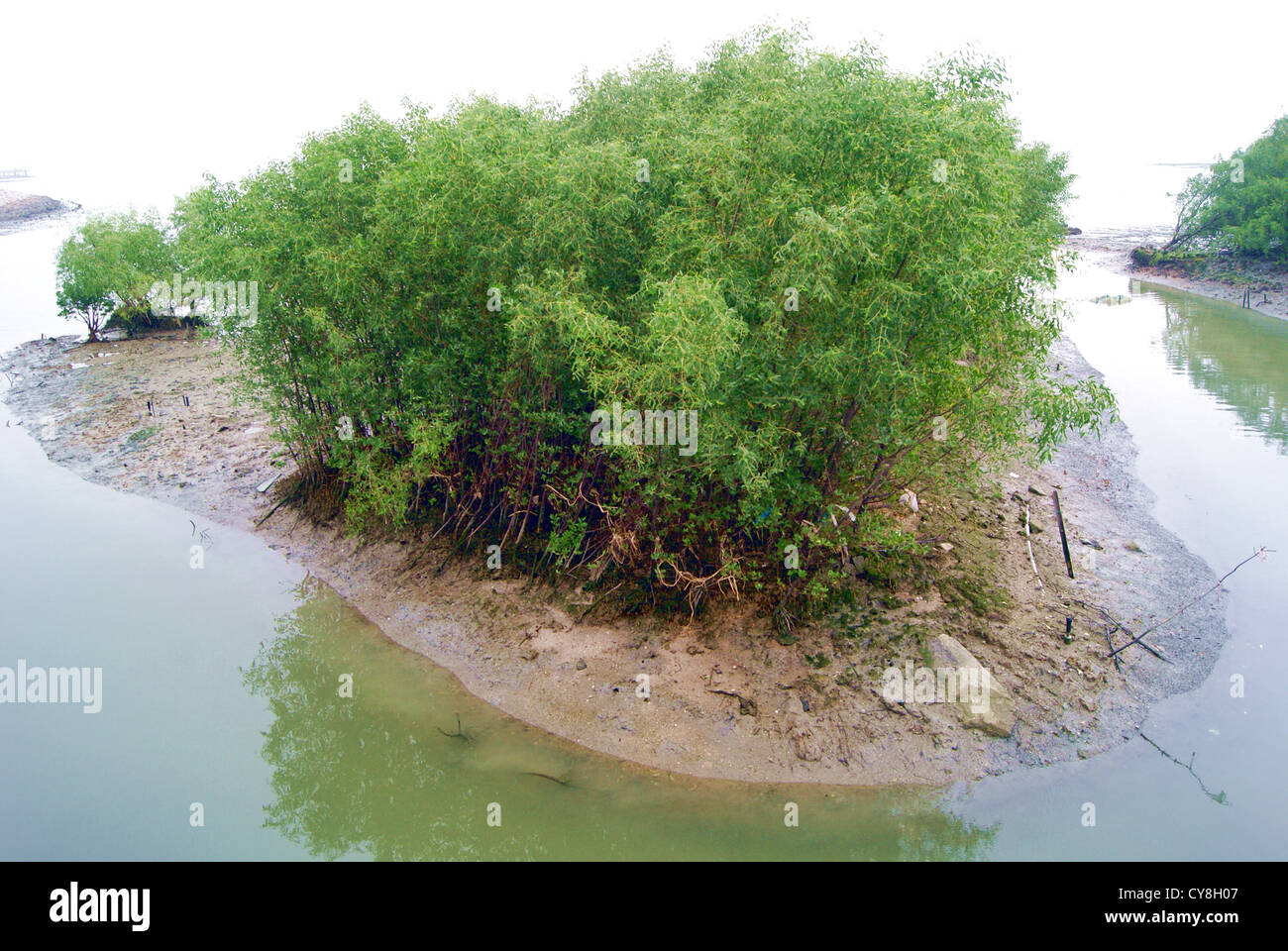 Zona umida, nella Baia di Shenzhen, Cina Foto Stock