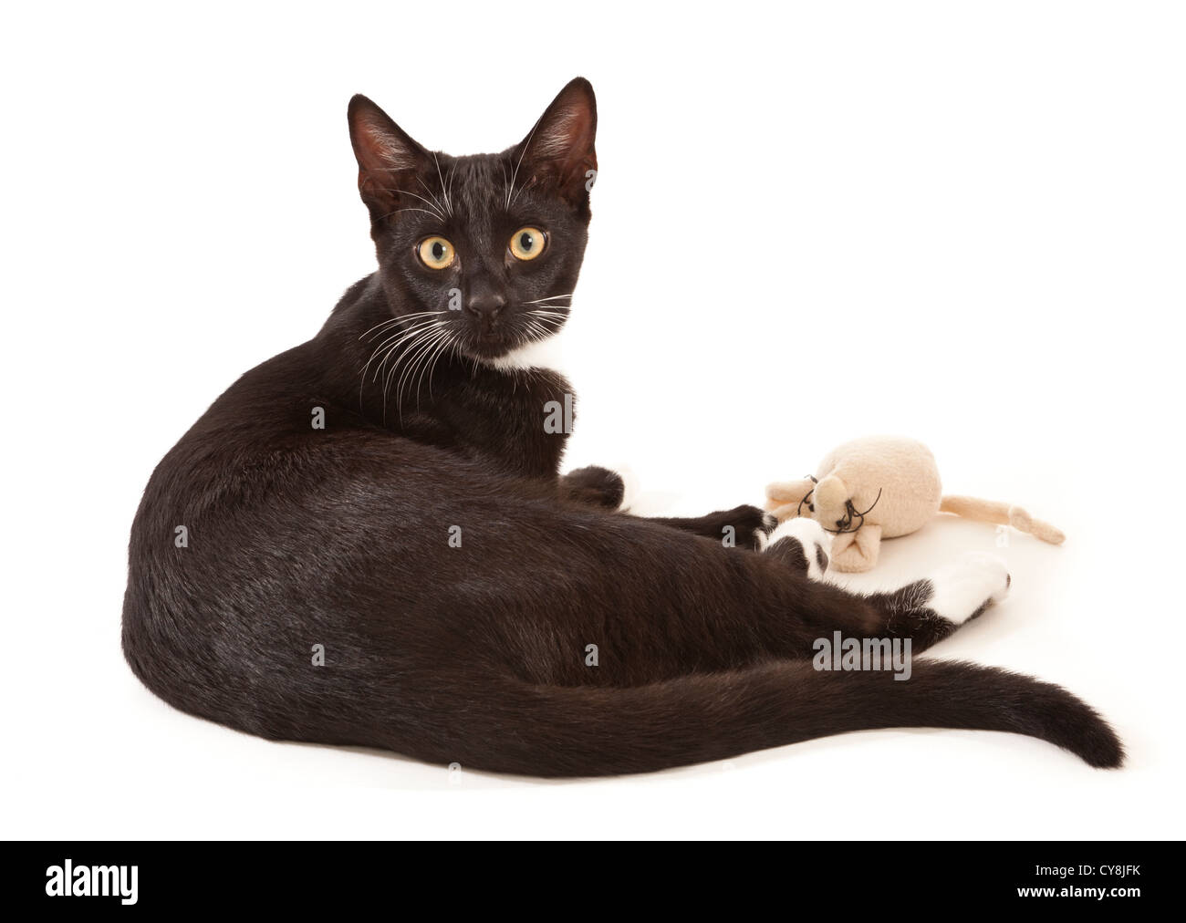 Un giovane nero e bianco gatto in un studio su sfondo bianco Foto Stock
