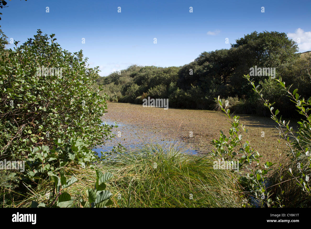 Lago Bell Marsh; Cornovaglia; Regno Unito Foto Stock