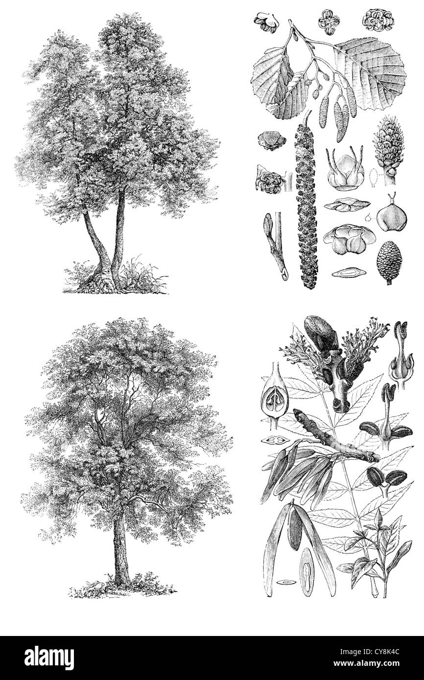 Nero (Alderand Alnus glutinosa) e cenere (Fraxinus Exelsior) alberi incisioni illustrative dell antica di libri di dominio pubblico è Foto Stock