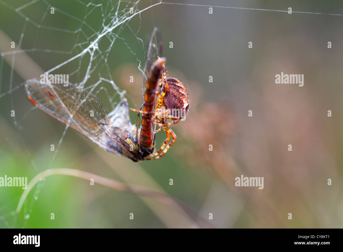 Giardino Spider; Araneus diadematus; con un comune Darter catturati nel suo web; Regno Unito Foto Stock