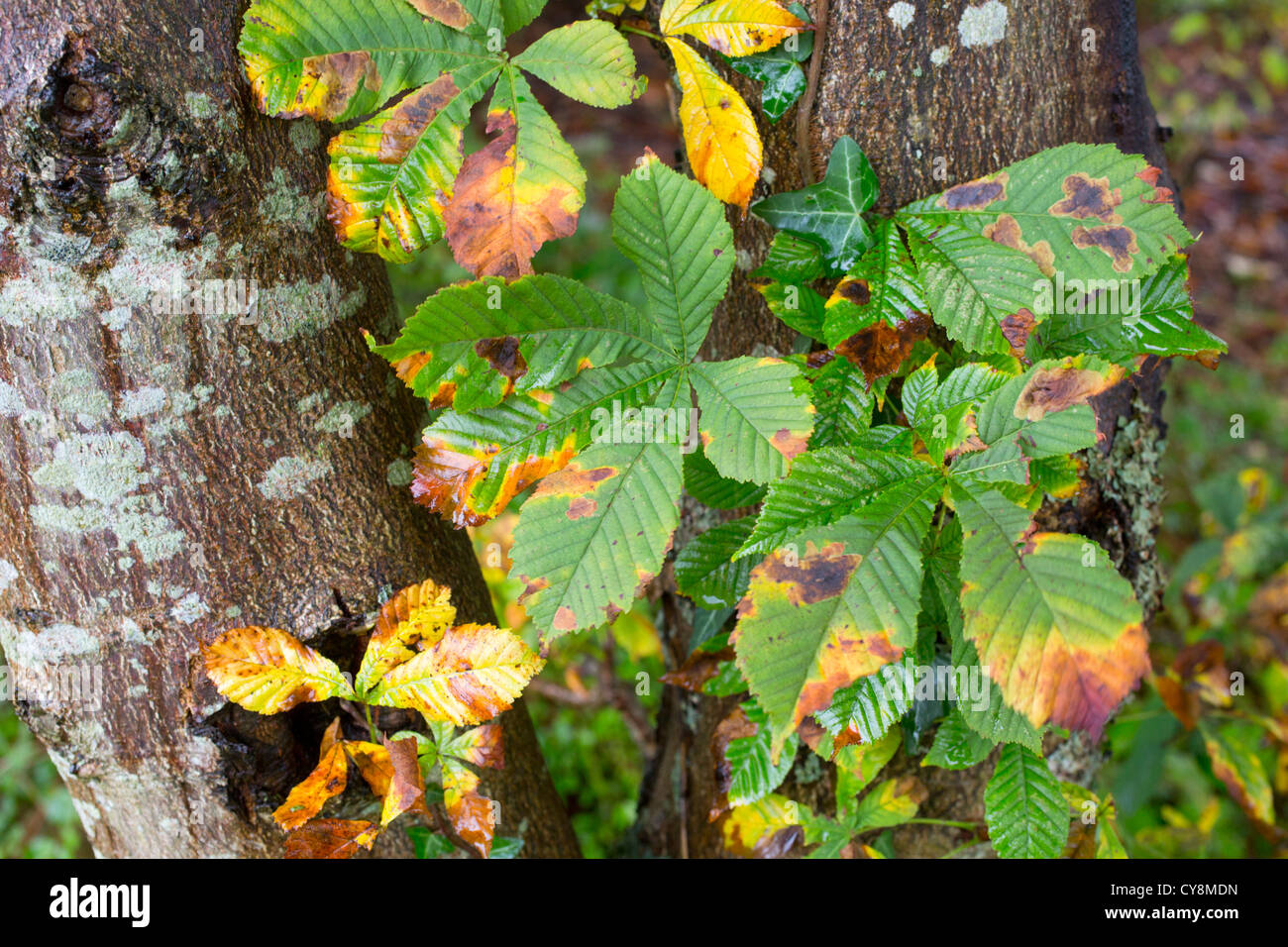 Ippocastano; Aesculus hippocastanum; le foglie in autunno; Hampshire; Regno Unito Foto Stock