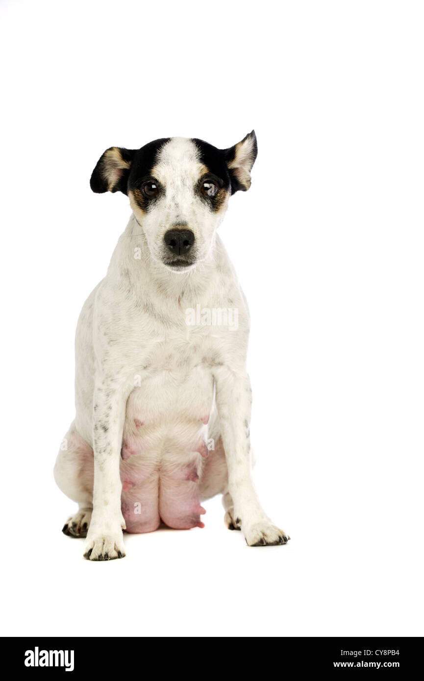Jack Russell Terrier isolato su uno sfondo bianco Foto Stock