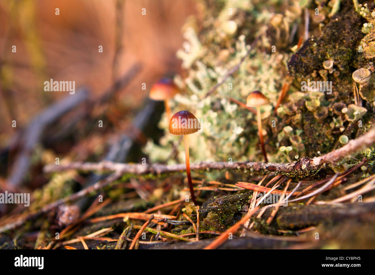 Piccoli funghi nel bosco durante la stagione autunnale Foto Stock