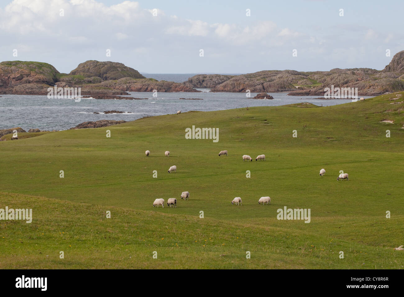 Scottish Black-Face pecore (Ovis aries). Giornate di pascolo su "Il campo da Golf". Lato ovest dell'isola di Iona, Ebridi Interne, SW Scozia Scotland Foto Stock